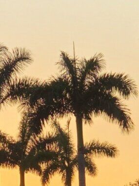 Meet your Posher, Trendy Palms